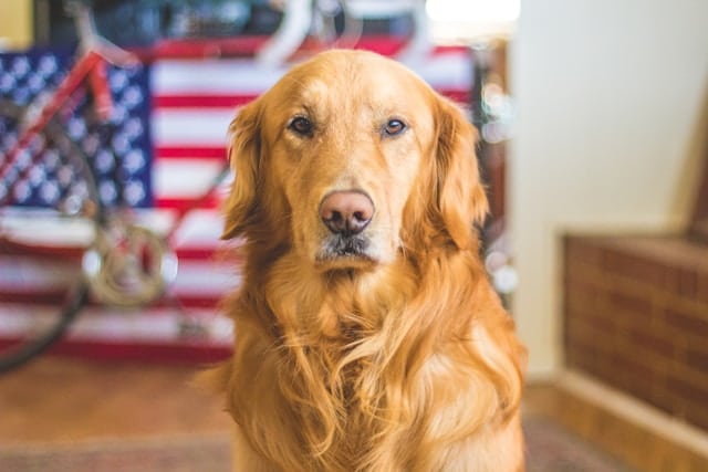 a dog sitting in front of a flag, service dogs help with ptsd